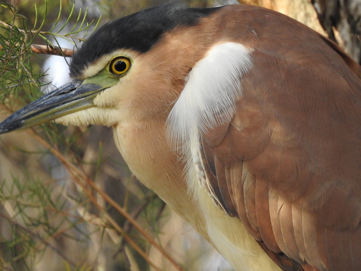 Nankeen Night Heron - ML620438191