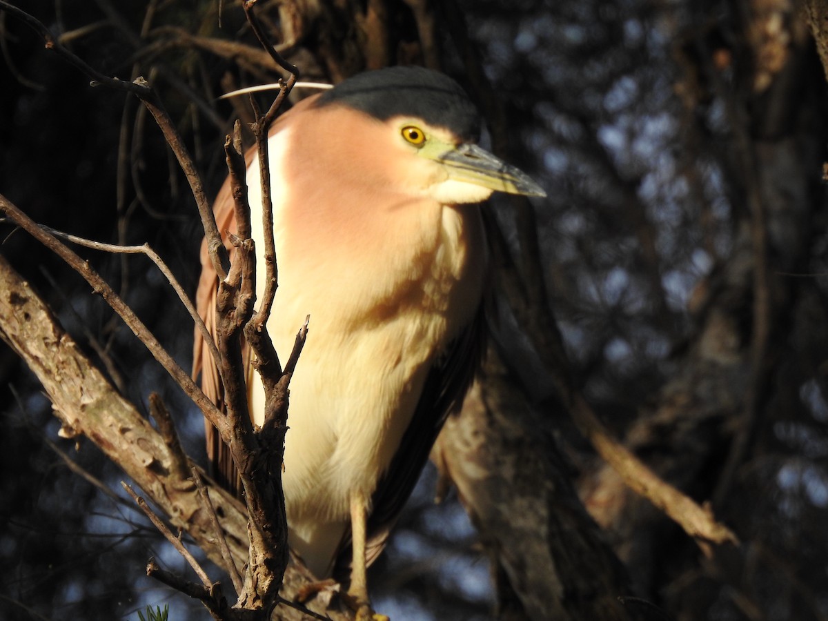 Nankeen Night Heron - ML620438194