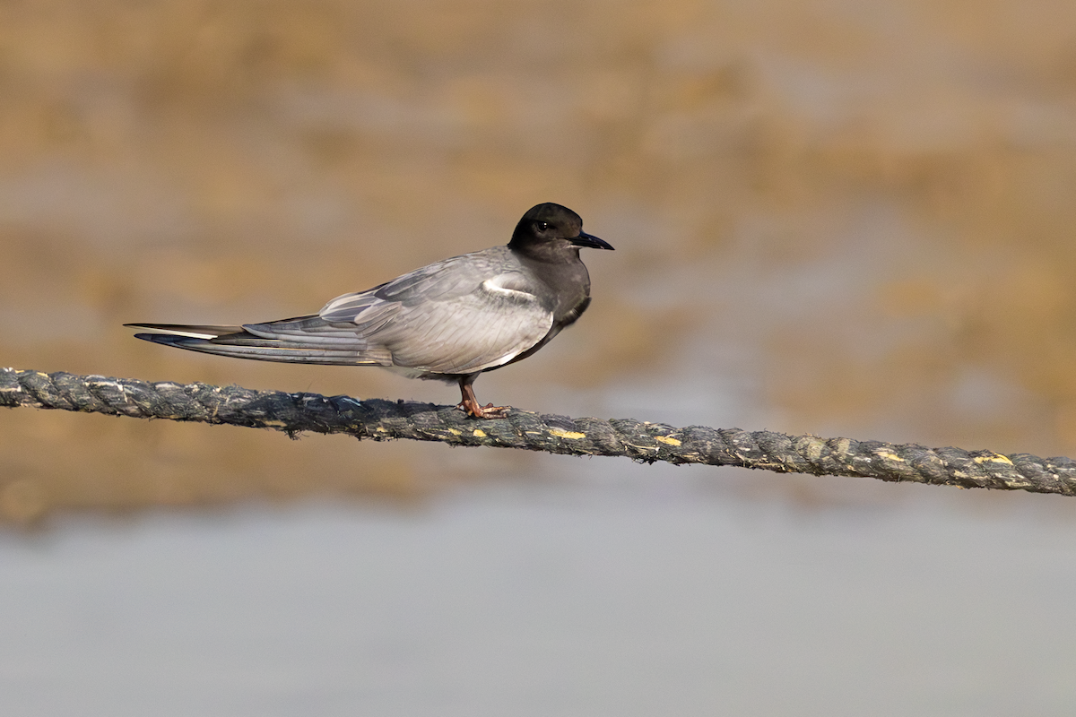 ハシグロクロハラアジサシ - ML620438196