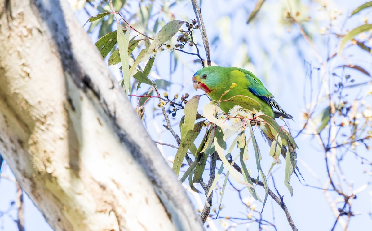 Swift Parrot - ML620438197