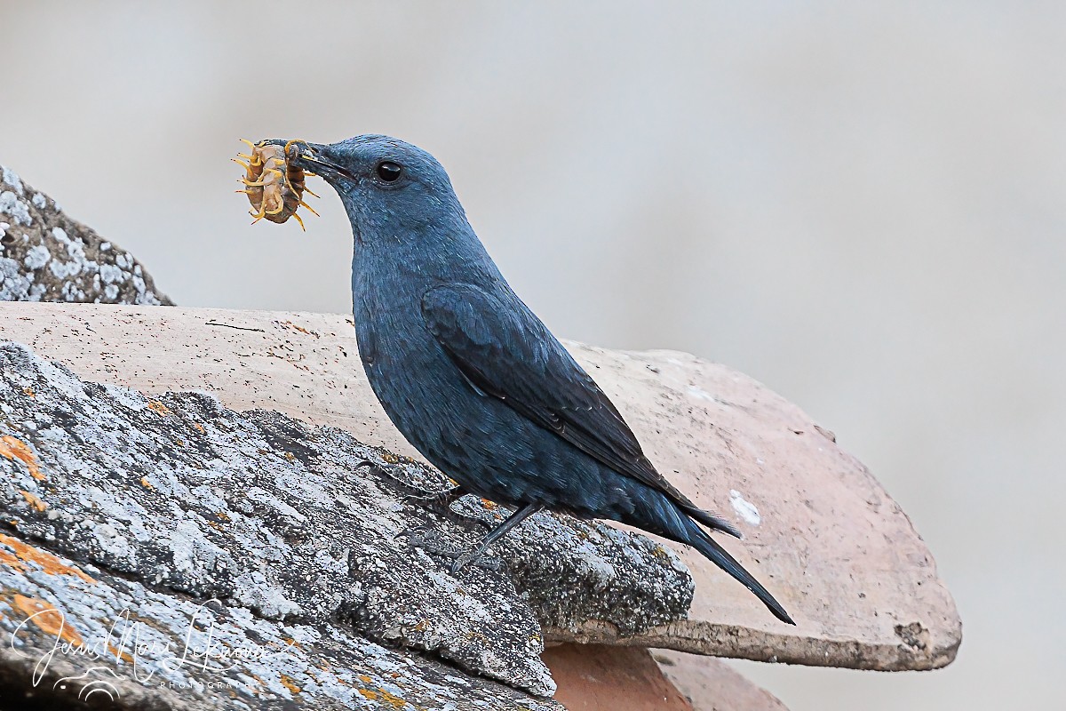 Blue Rock-Thrush - ML620438202