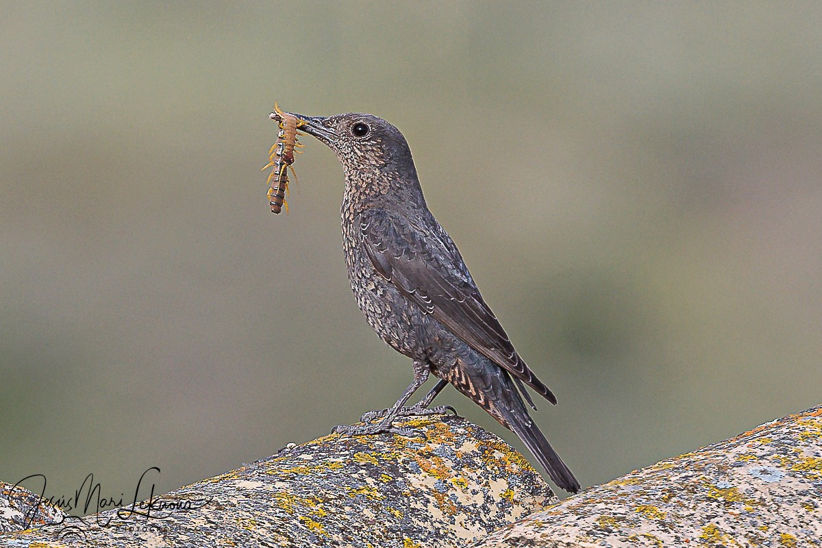 Blue Rock-Thrush - ML620438204