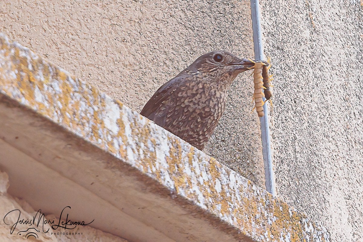 Blue Rock-Thrush - ML620438206