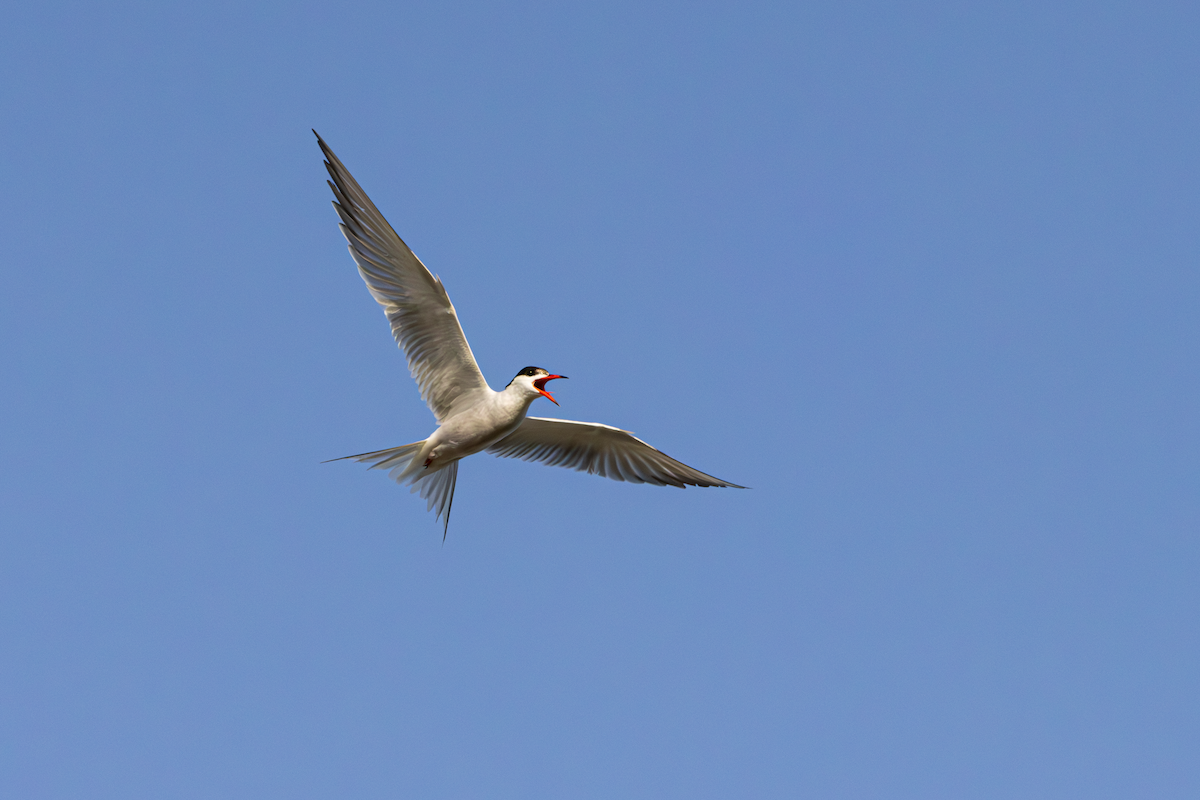 Common Tern - ML620438207