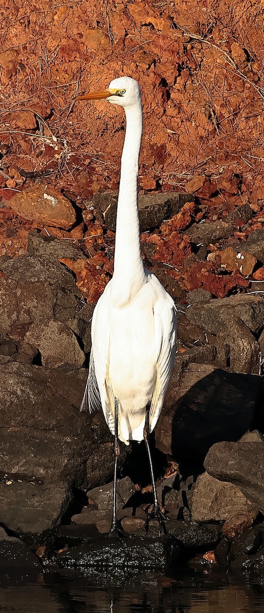 Great Egret (modesta) - ML620438218