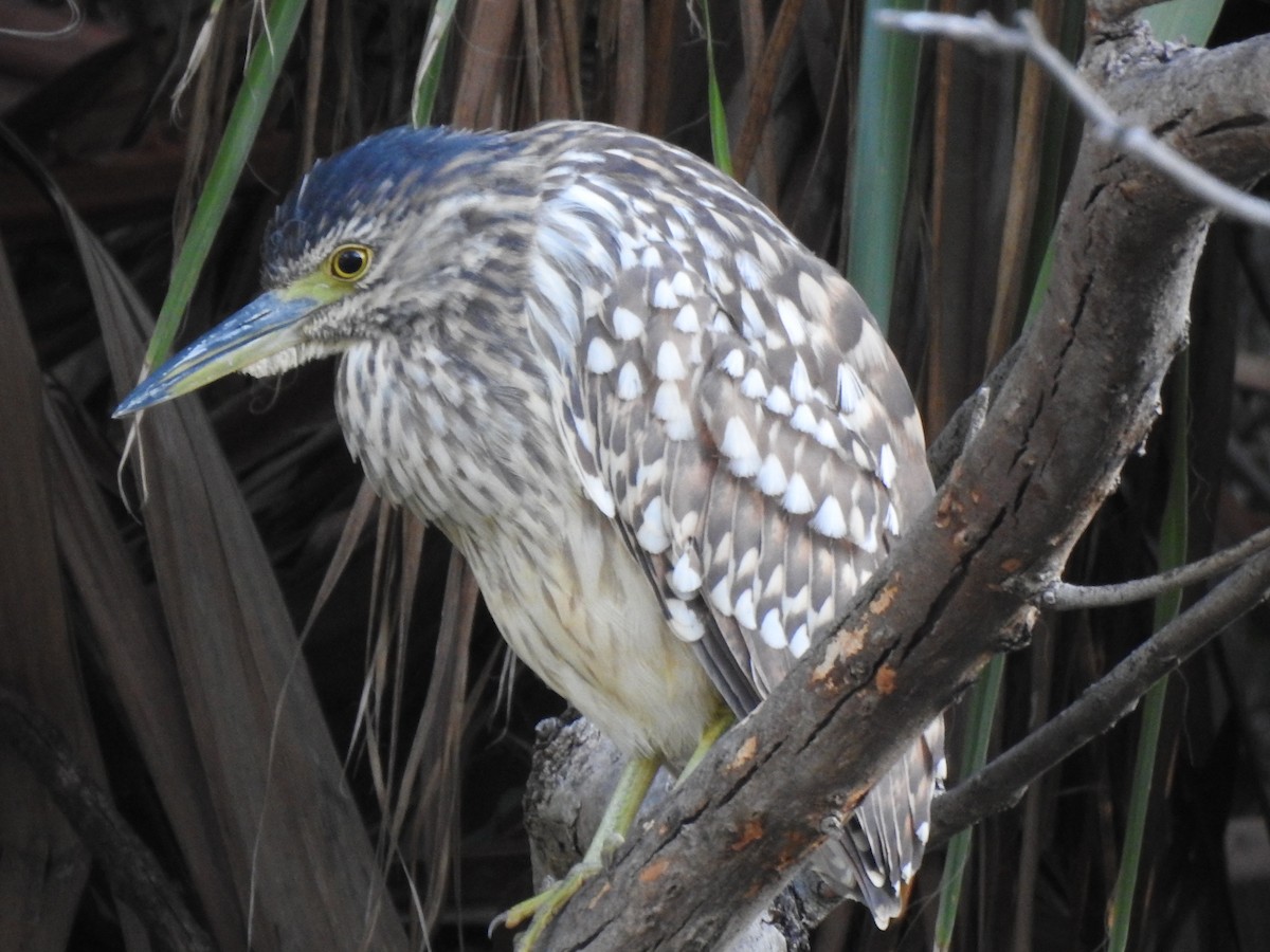 Nankeen Night Heron - ML620438220