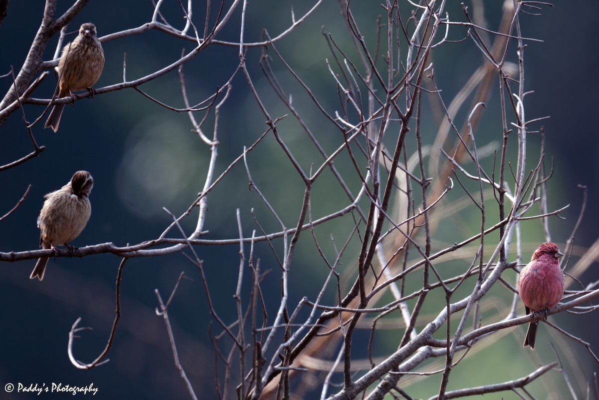 Pink-browed Rosefinch - ML620438226