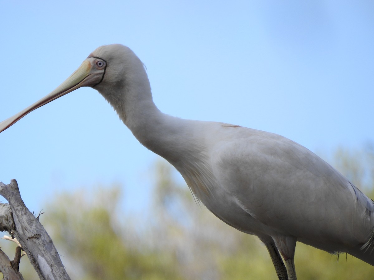 Yellow-billed Spoonbill - ML620438229