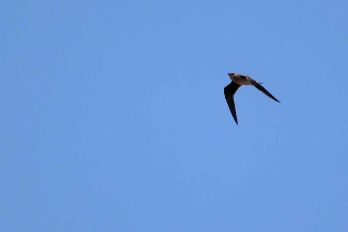 Collared Pratincole - ML620438231