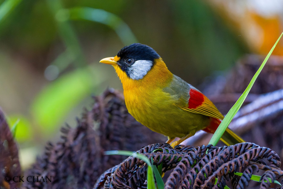 Silver-eared Mesia - ML620438236