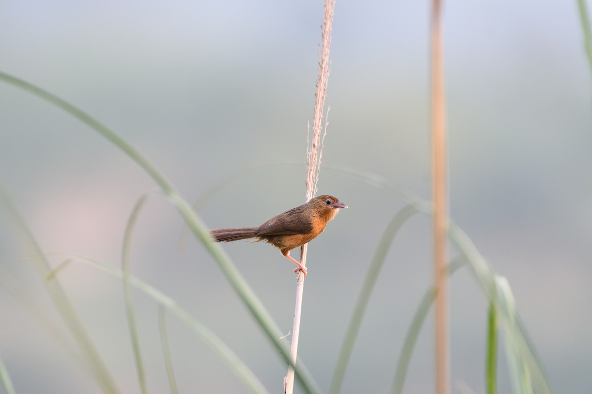 Tawny-bellied Babbler - ML620438238