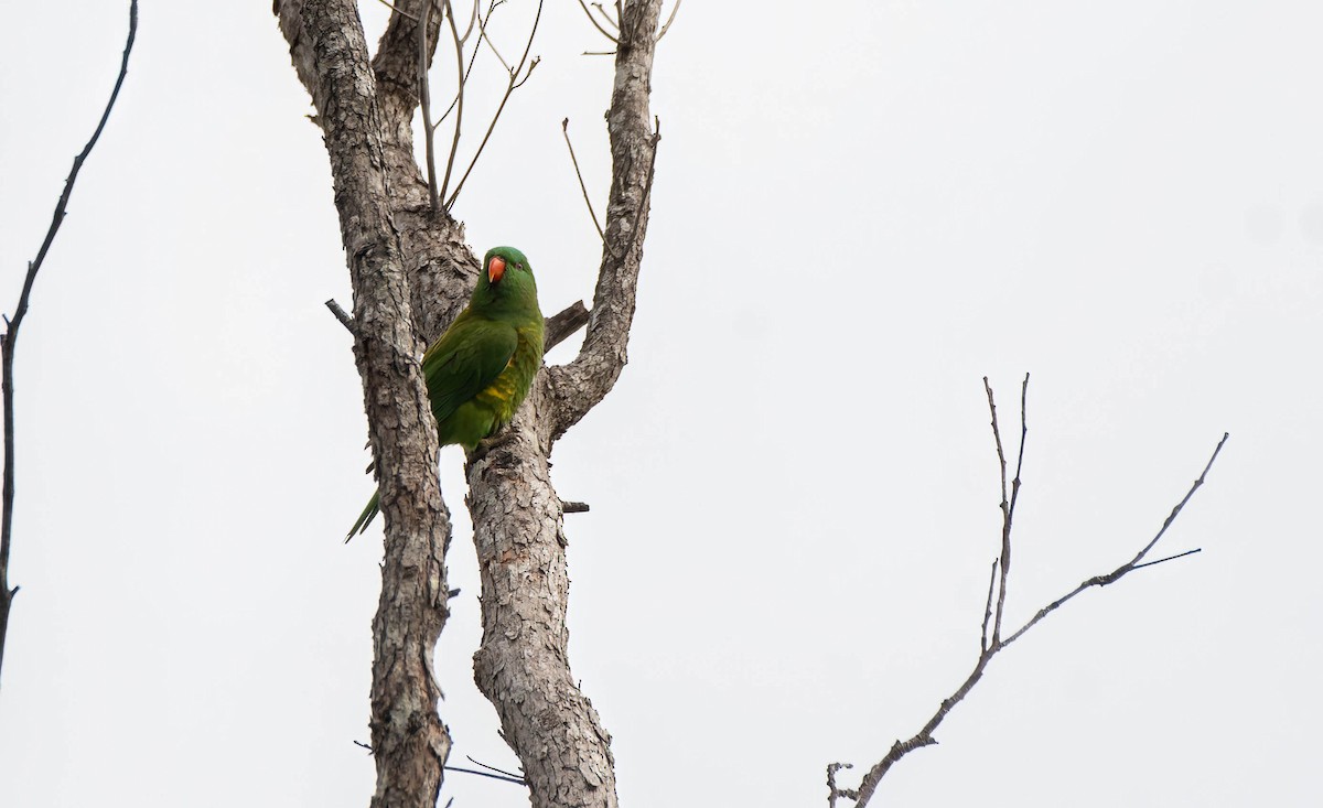 Scaly-breasted Lorikeet - ML620438243