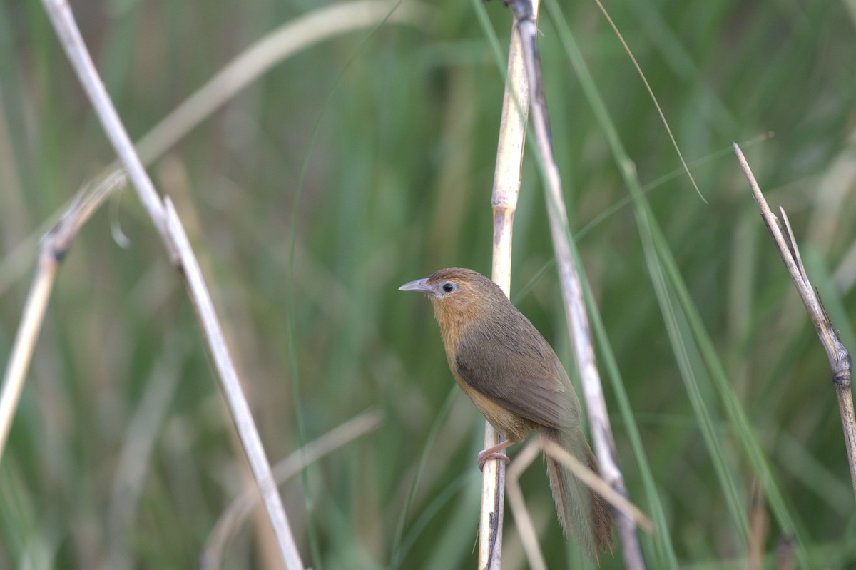 Tawny-bellied Babbler - ML620438247