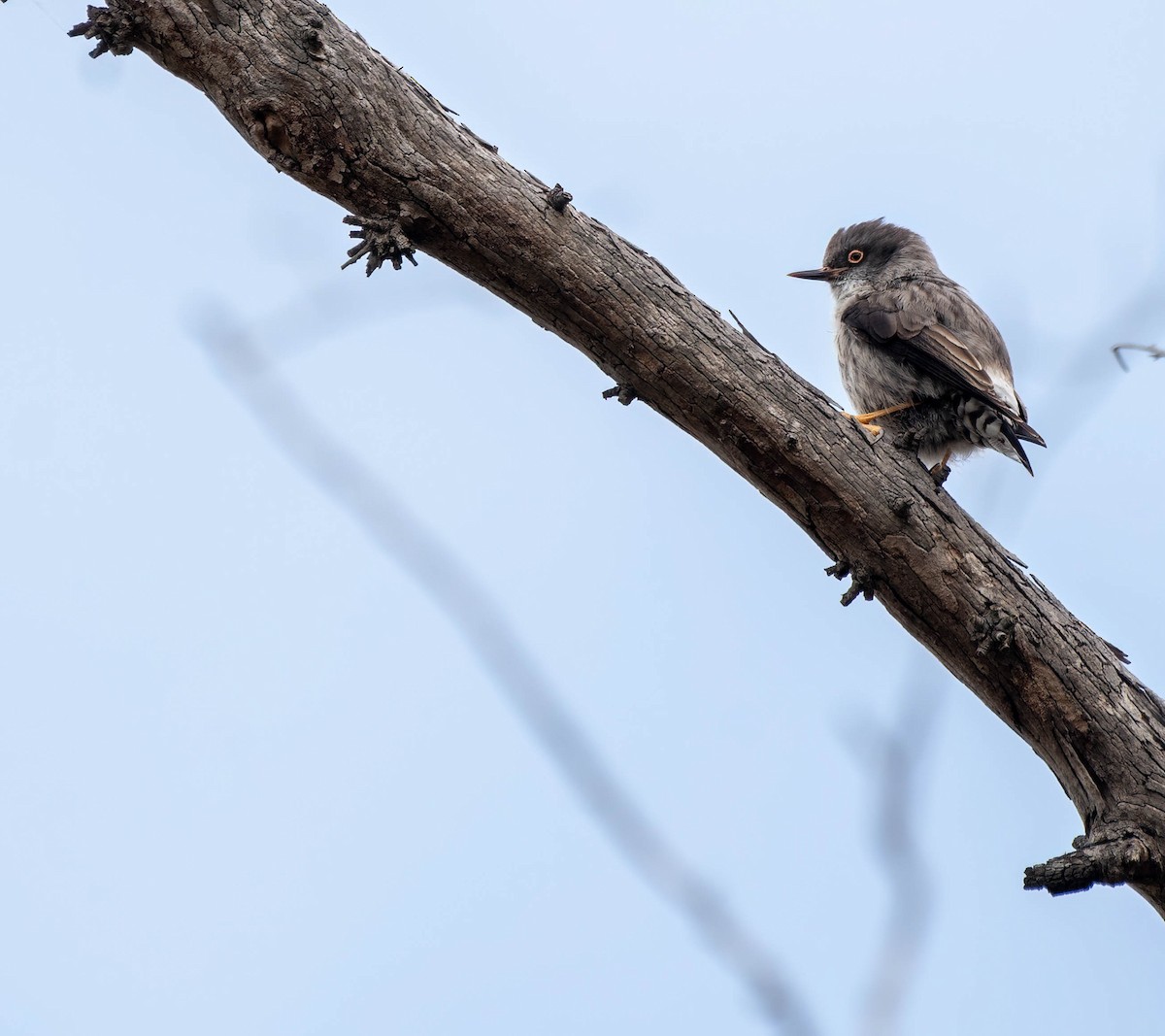 Varied Sittella - ML620438254