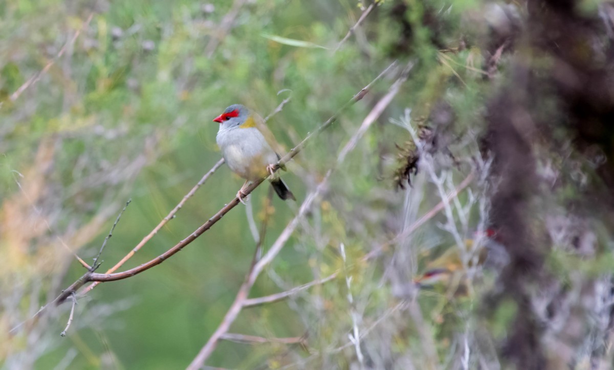 Red-browed Firetail - ML620438256