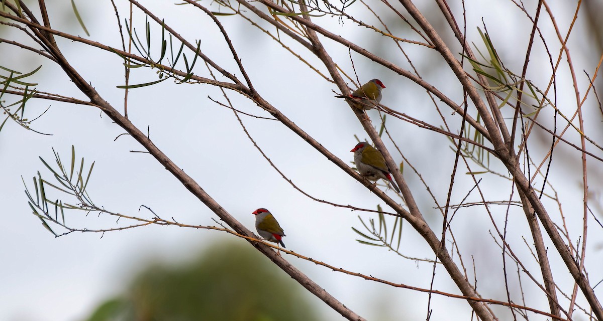 Red-browed Firetail - ML620438258