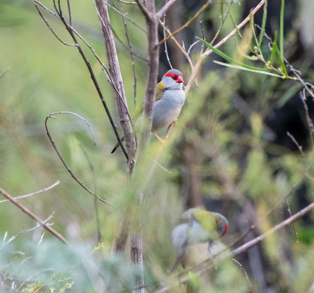 Red-browed Firetail - ML620438259