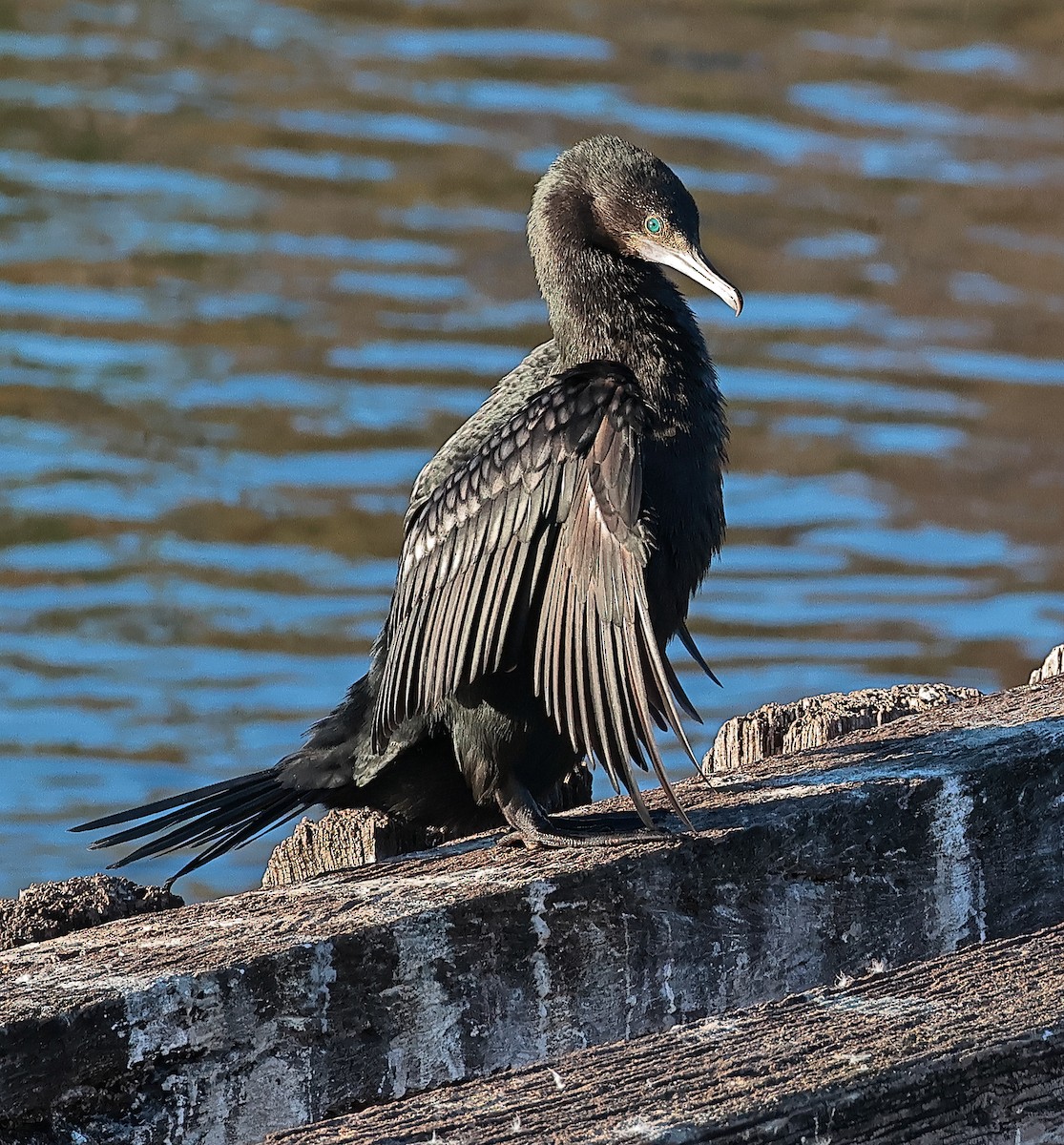 Little Black Cormorant - ML620438261