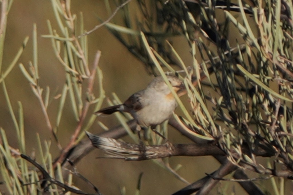 Séricorne rougegorge - ML620438262