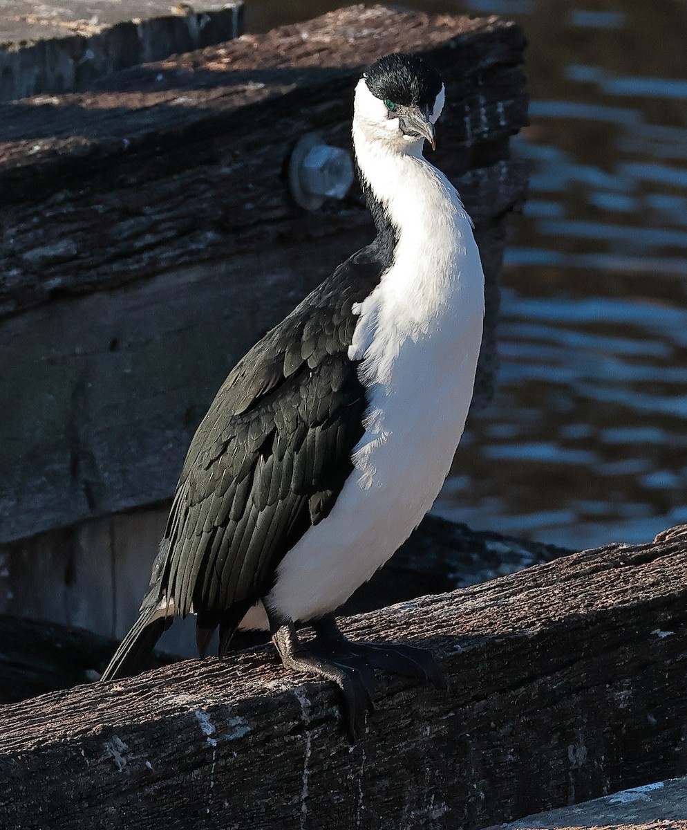 Black-faced Cormorant - ML620438265