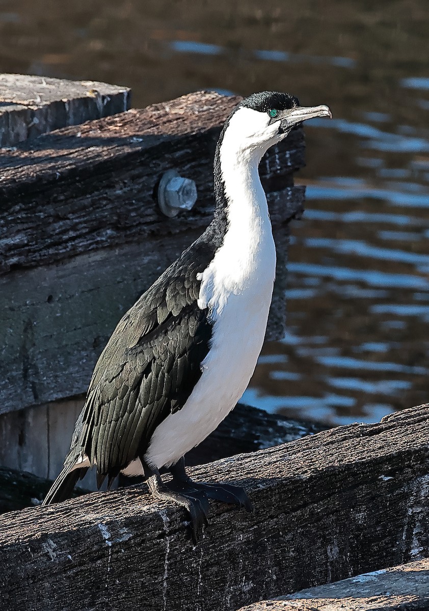 Black-faced Cormorant - ML620438266