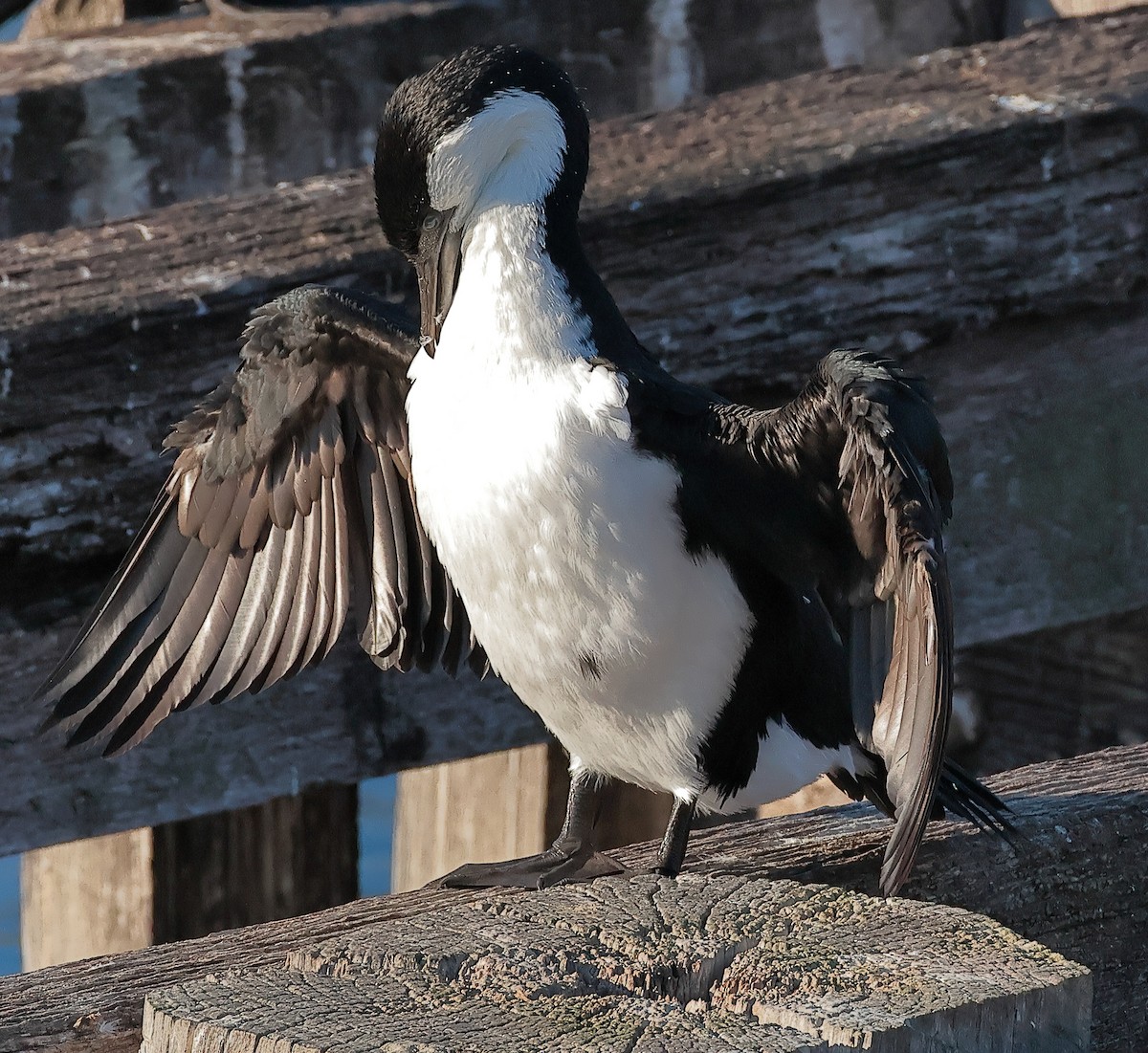 Black-faced Cormorant - ML620438267