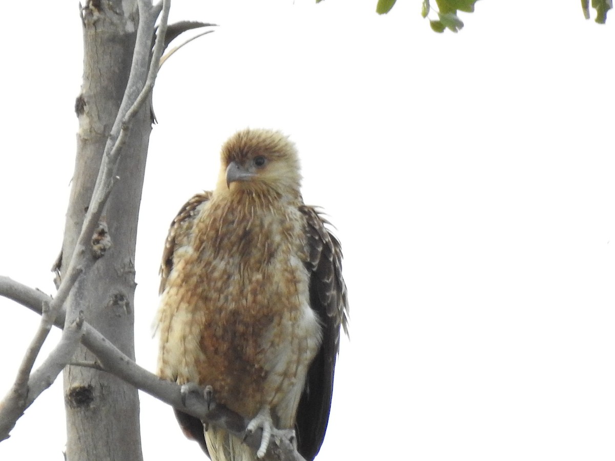 Whistling Kite - ML620438268