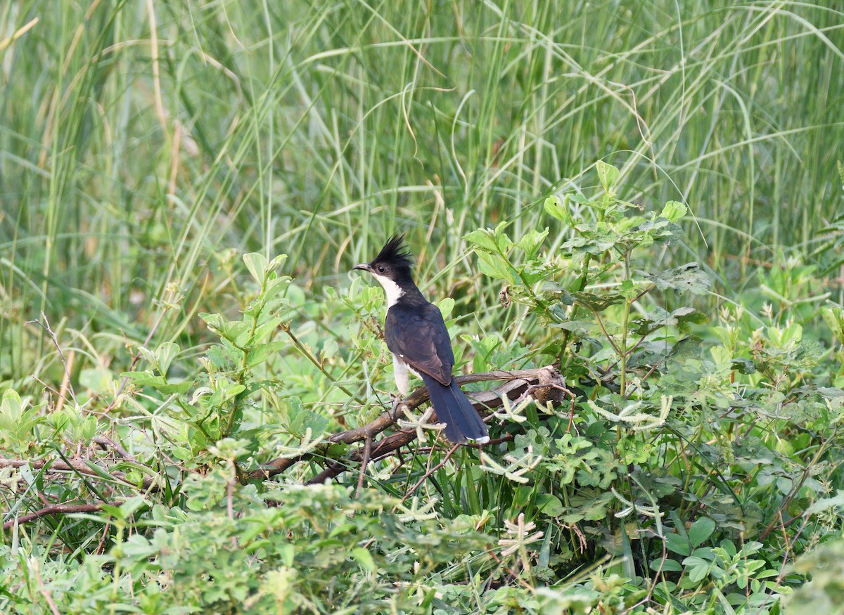 Pied Cuckoo - ML620438270