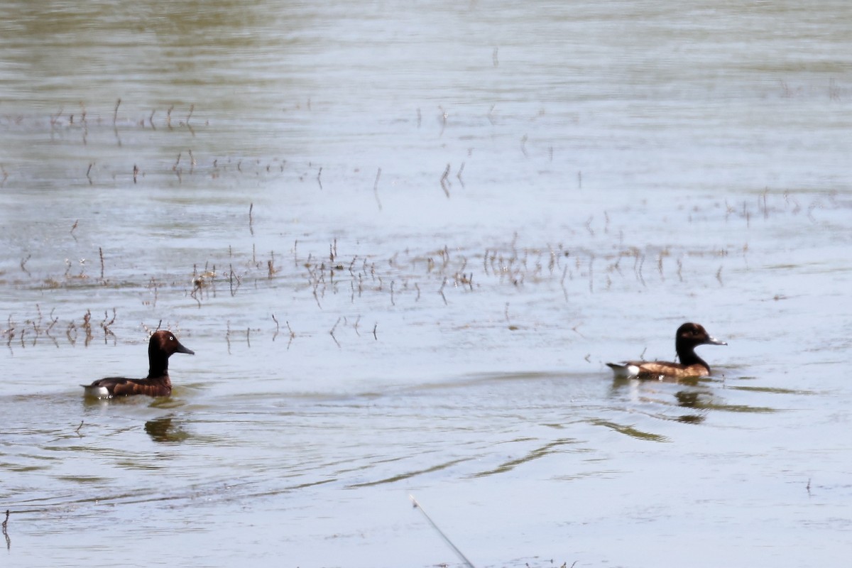 Ferruginous Duck - ML620438272