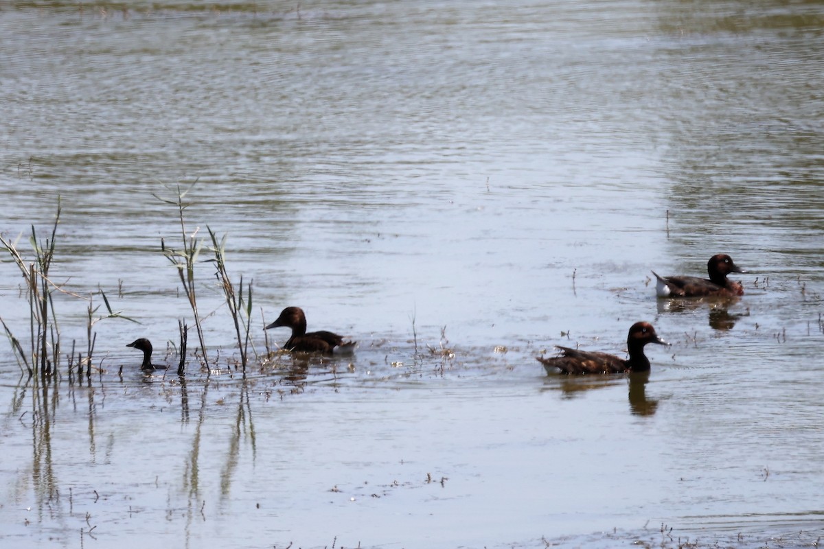 Ferruginous Duck - ML620438273