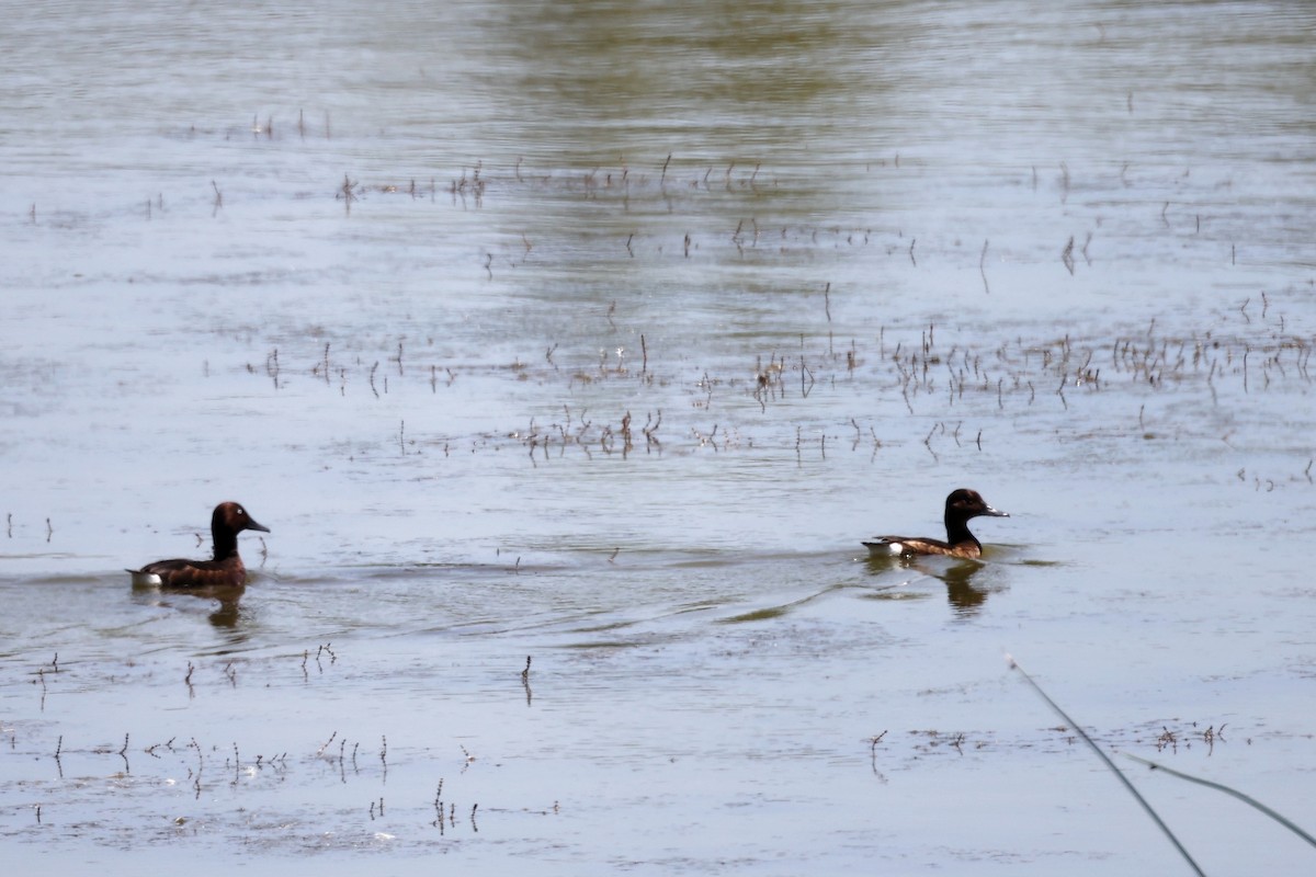 Ferruginous Duck - ML620438274