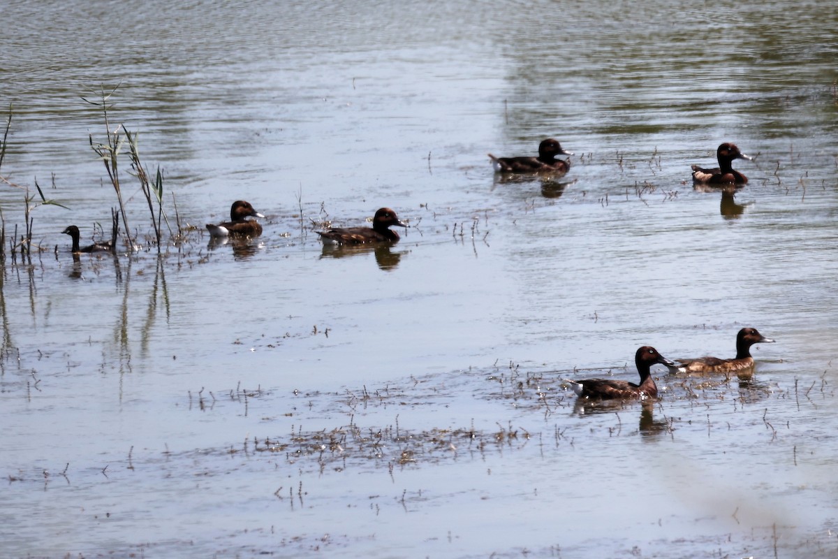 Ferruginous Duck - ML620438275