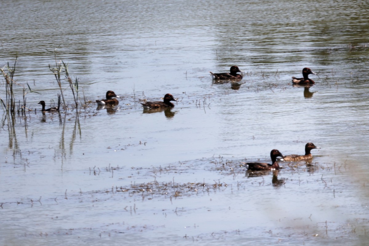 Ferruginous Duck - ML620438276