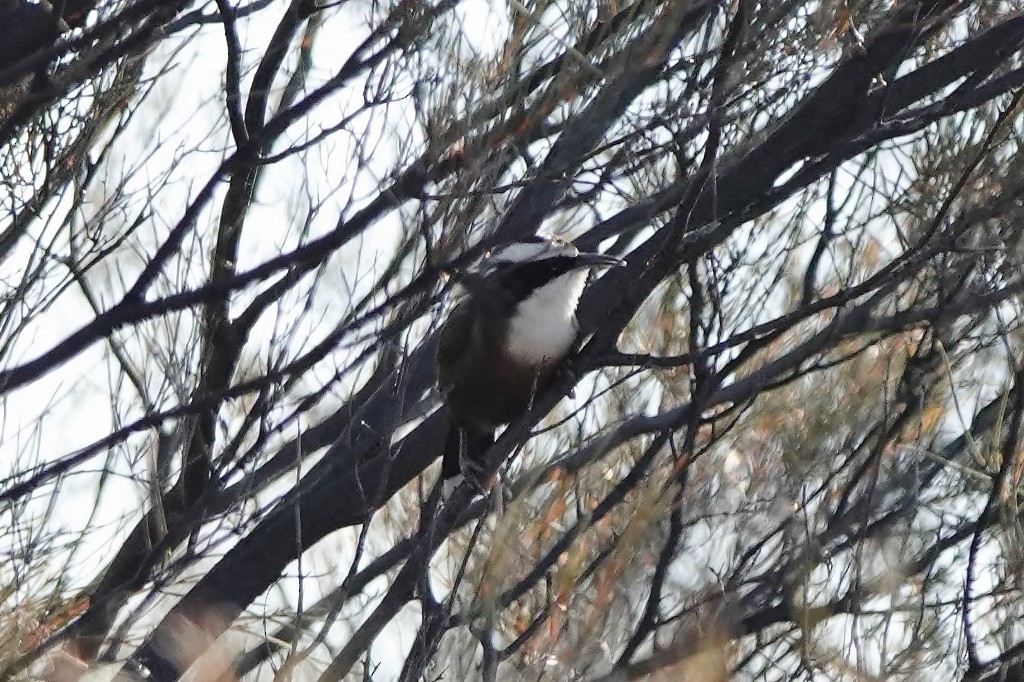 Hall's Babbler - ML620438277