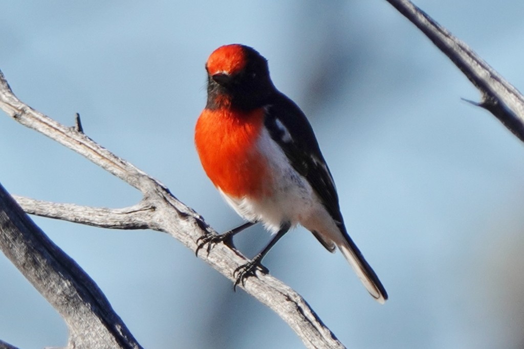 Red-capped Robin - ML620438282