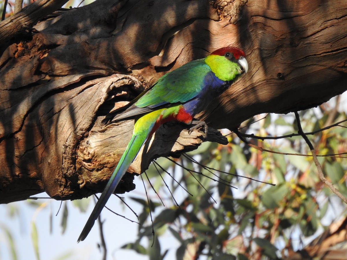 Red-capped Parrot - Hannah Elliott