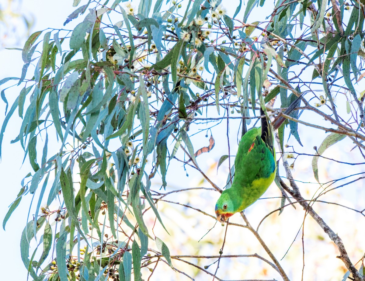 Swift Parrot - ML620438284