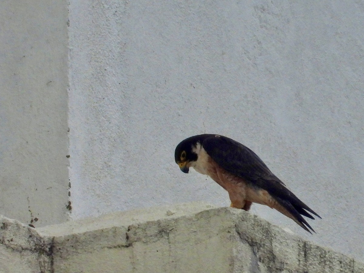 Peregrine Falcon (Shaheen) - ML620438285