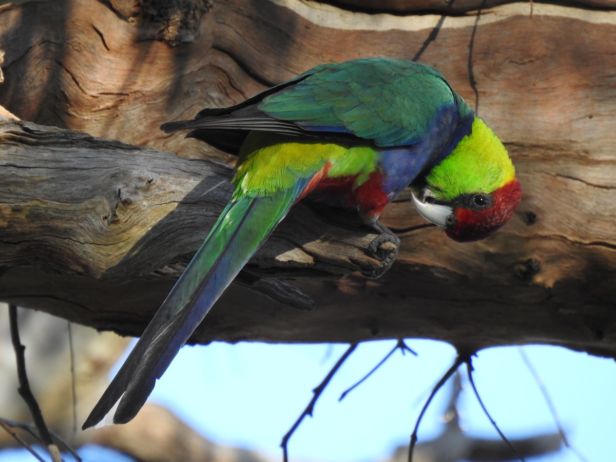 Red-capped Parrot - ML620438286