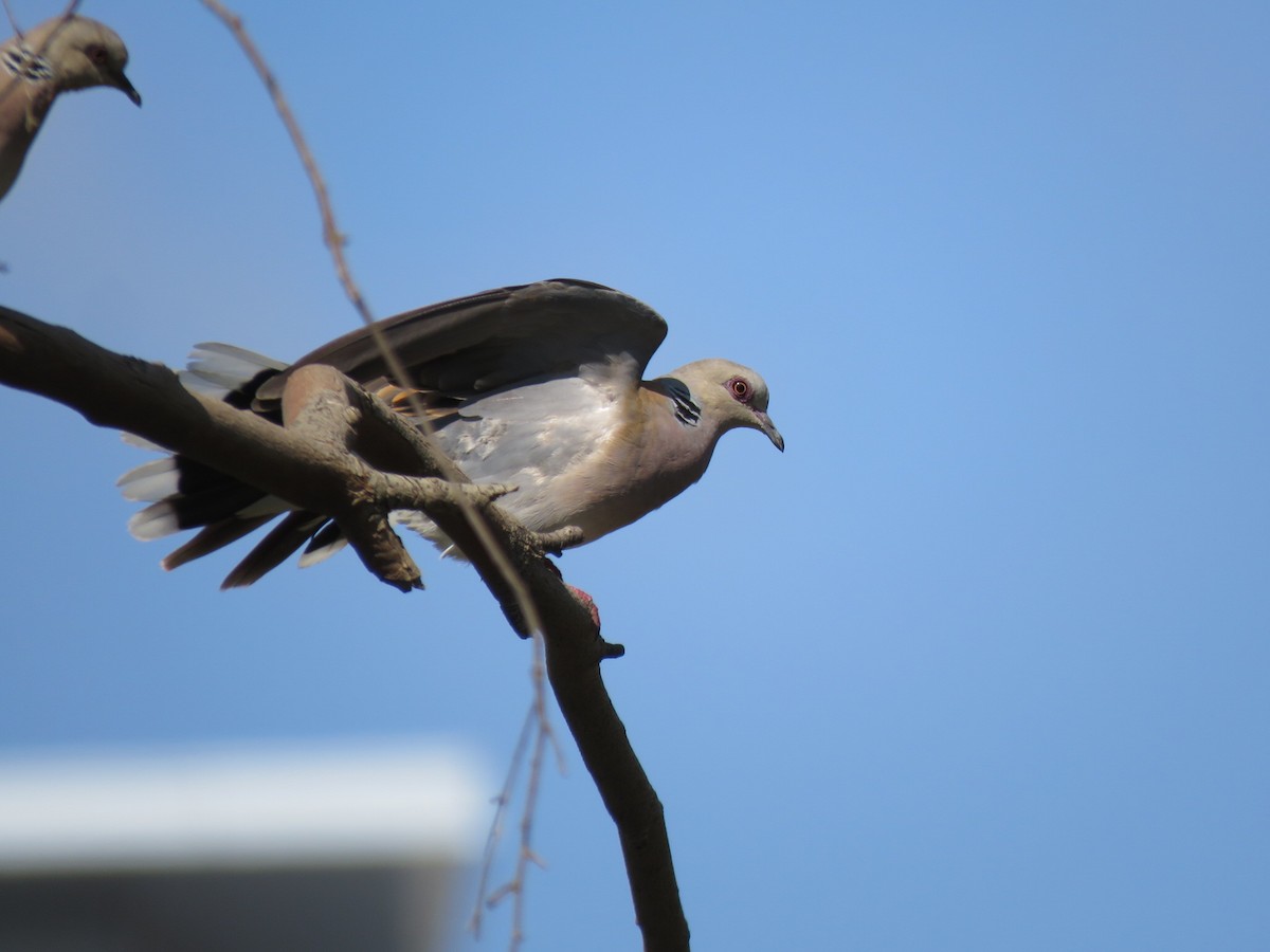 European Turtle-Dove - ML620438296