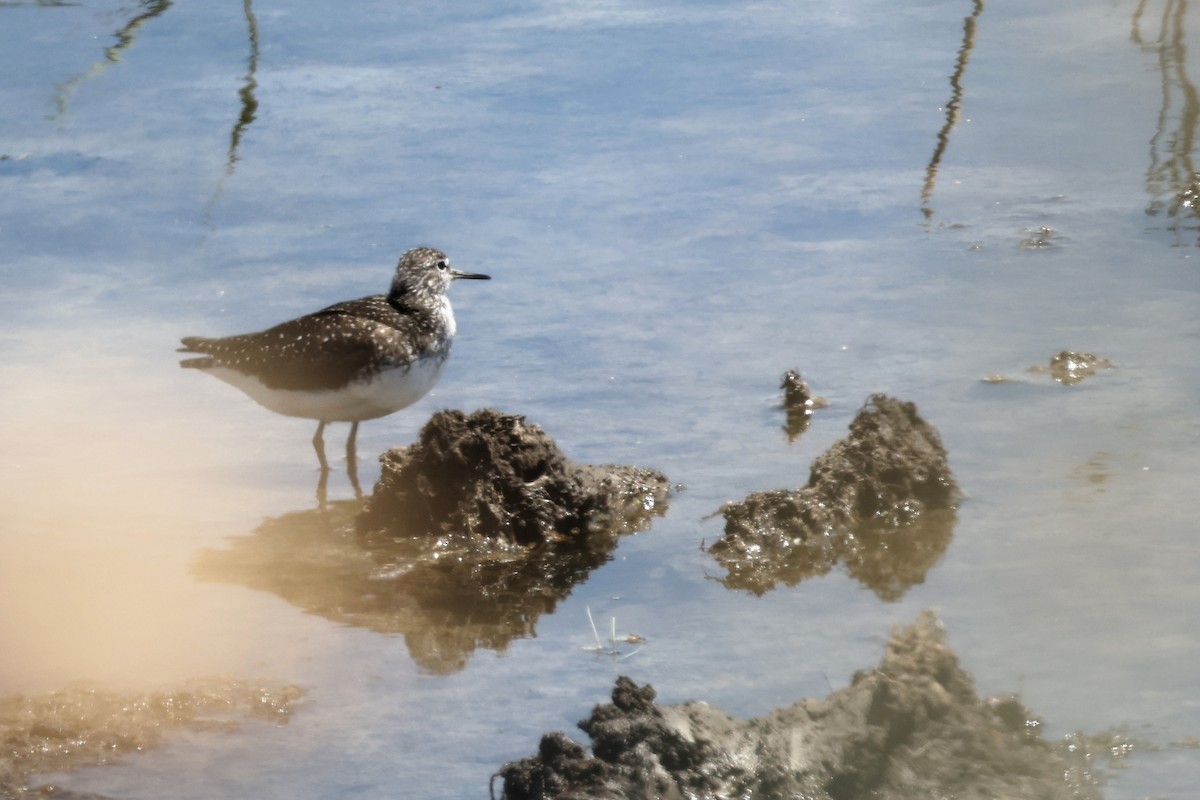 Green Sandpiper - ML620438297