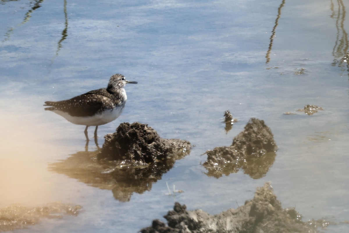 Green Sandpiper - ML620438300