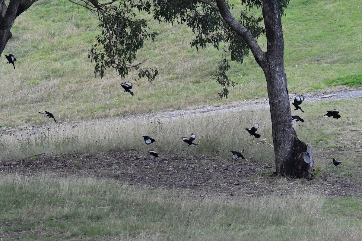 White-winged Chough - ML620438302