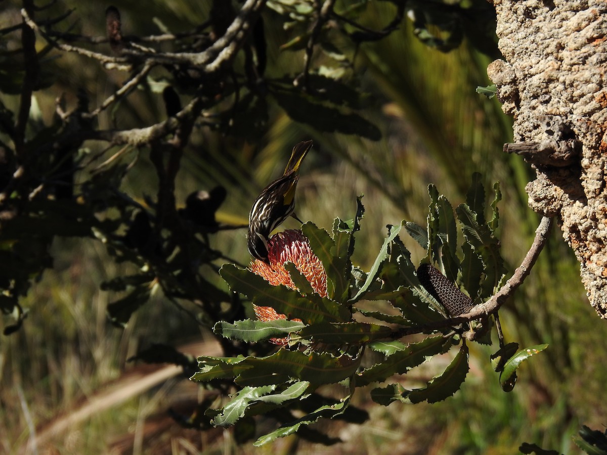 White-cheeked Honeyeater - ML620438303