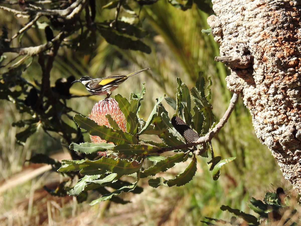 White-cheeked Honeyeater - ML620438304