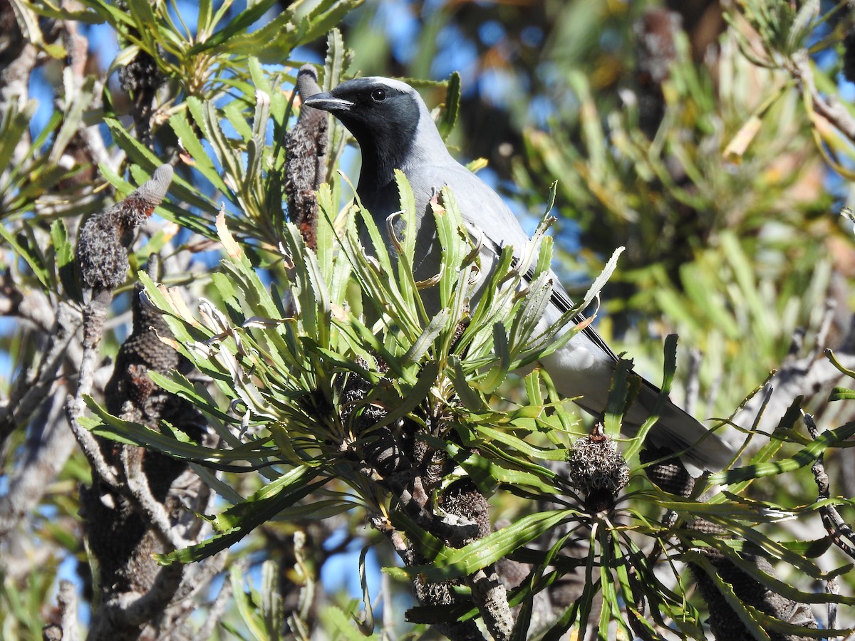 Black-faced Cuckooshrike - ML620438305