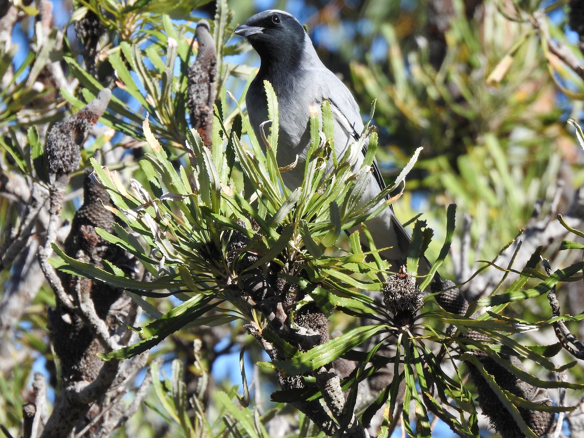 Black-faced Cuckooshrike - ML620438306