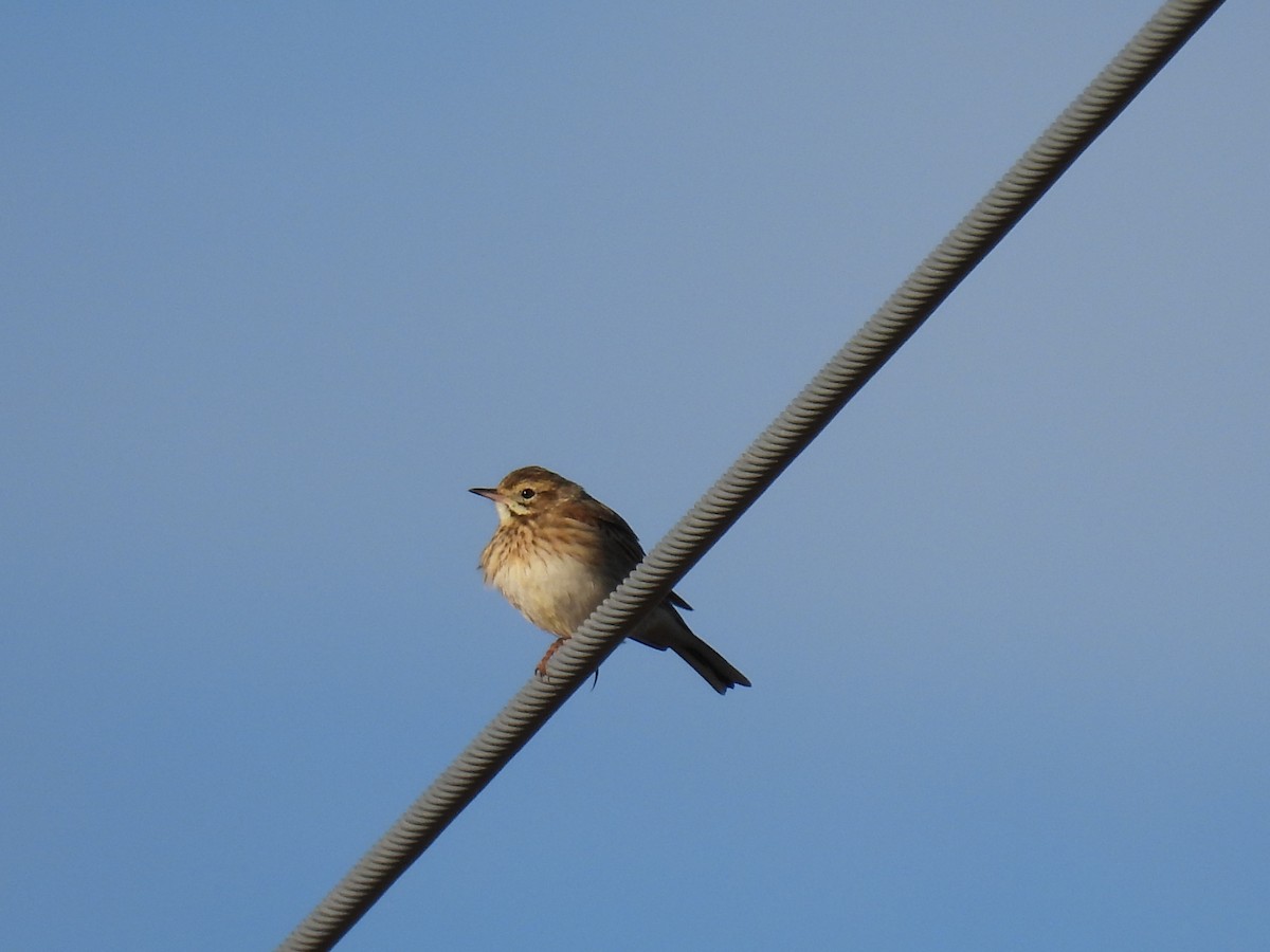 Bisbita Neozelandés (grupo australis) - ML620438316