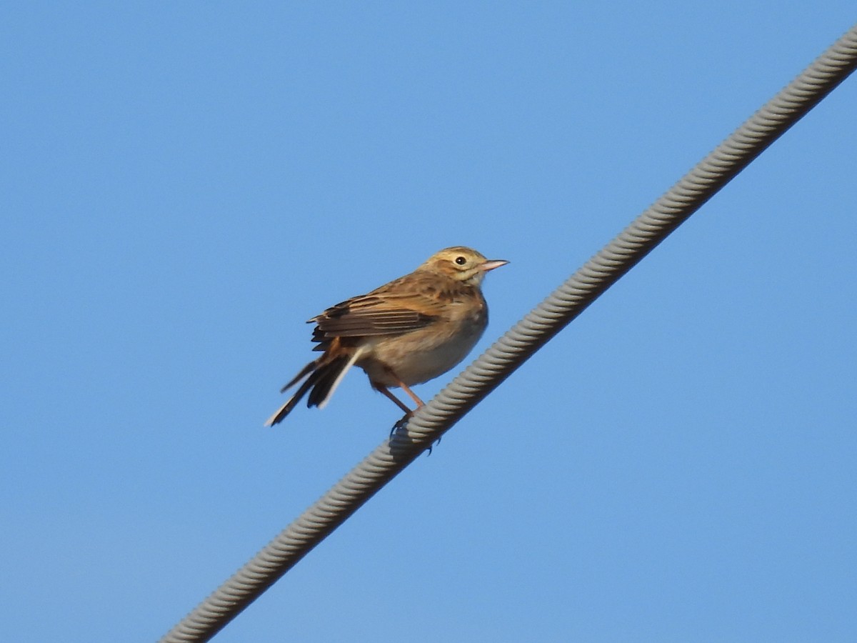 Australian Pipit - ML620438317