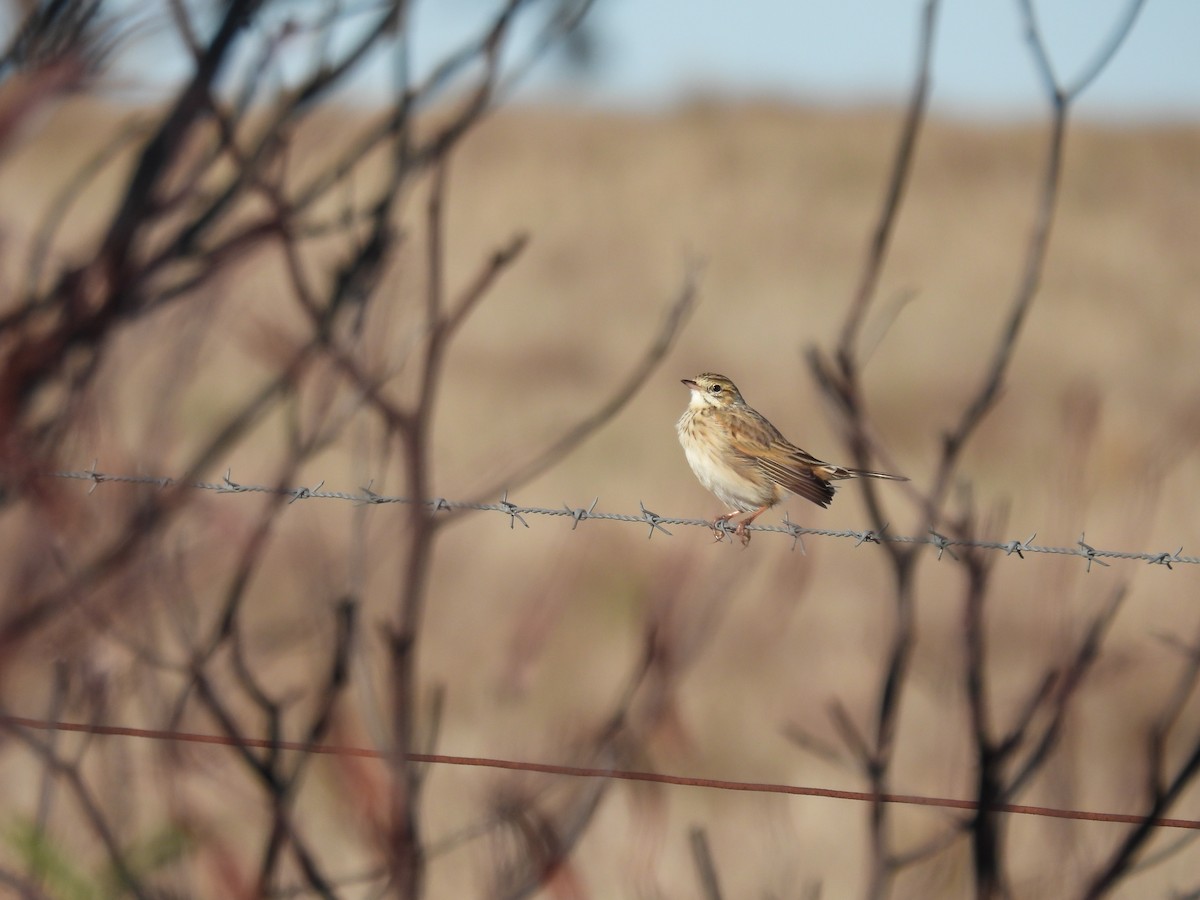 Bisbita Neozelandés (grupo australis) - ML620438320